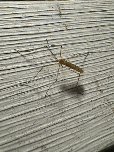 Unknown species found near Middlesex County, US-MA, US