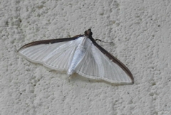Cydalima