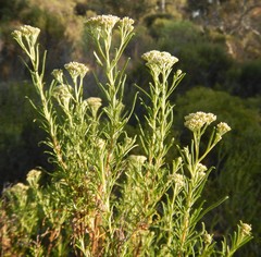 Cassinia complanata