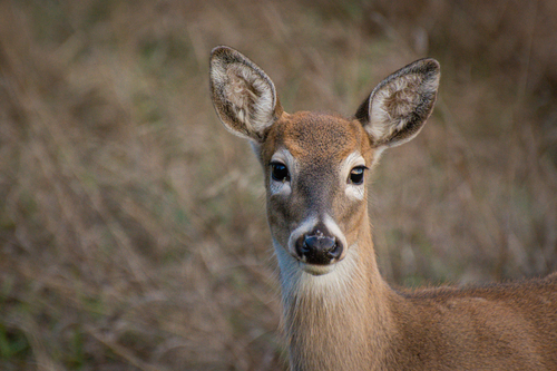 iNaturalist observation 2025-10-12