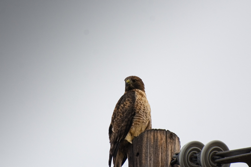 iNaturalist observation 2025-10-05
