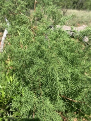 Asparagus buchananii