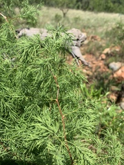 Asparagus buchananii