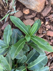 Raphionacme procumbens