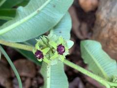 Raphionacme procumbens