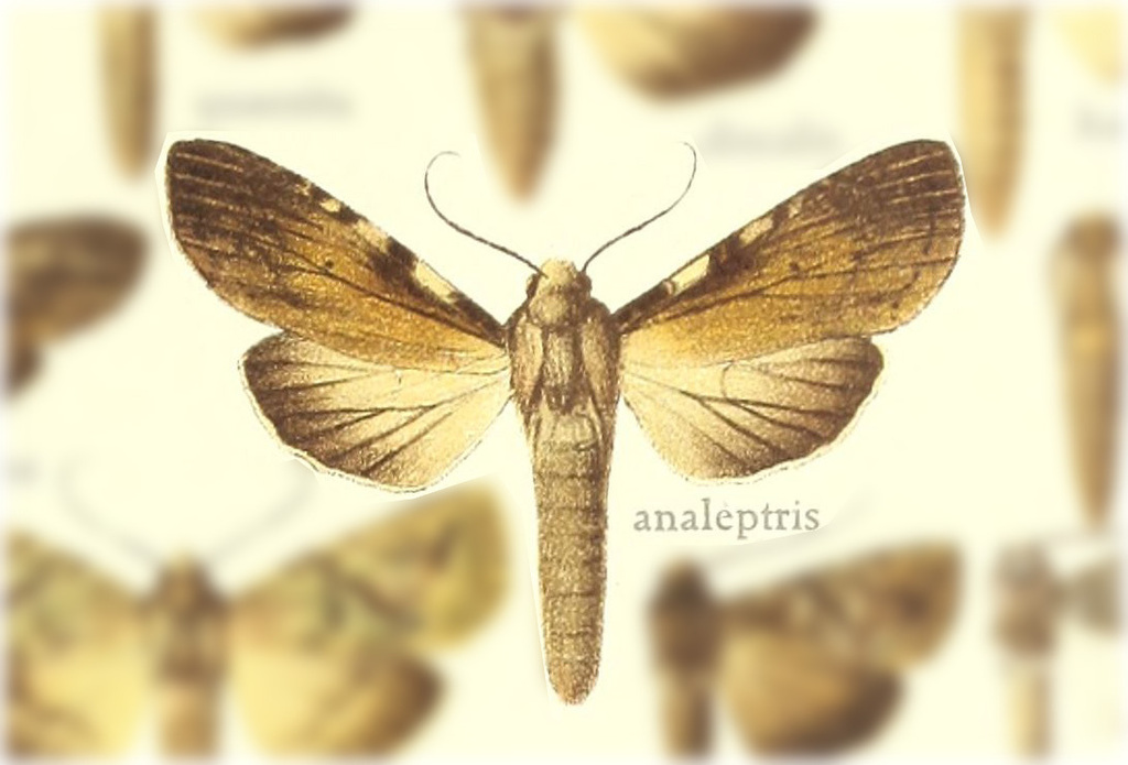 Nystalea analeptris