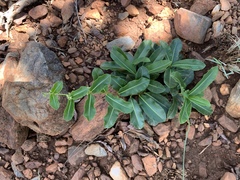 Raphionacme procumbens