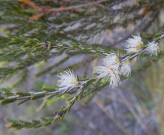 Melaleuca brevifolia