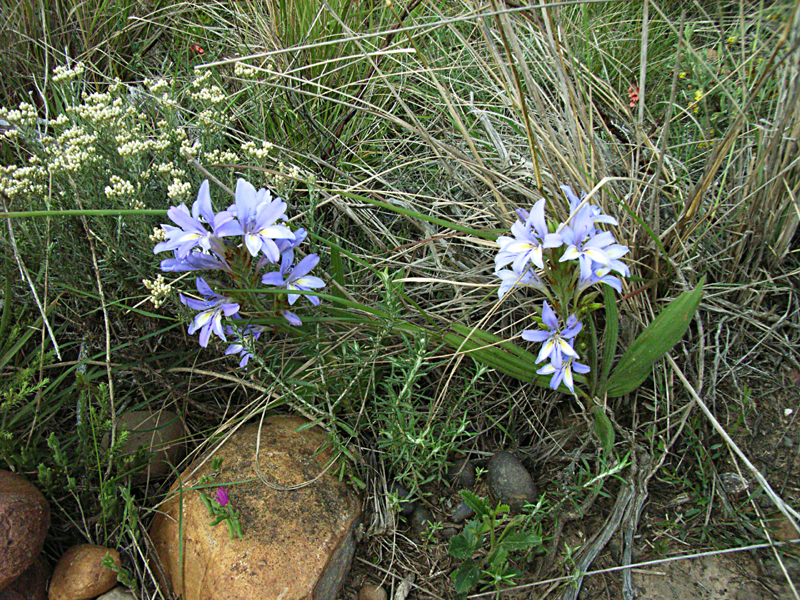 Babiana fourcadei, Vyf Brakke Fonteinen, Mossel Bay, 6520, South Africa
