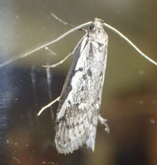 Philobota stella