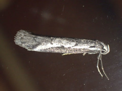 Philobota stella