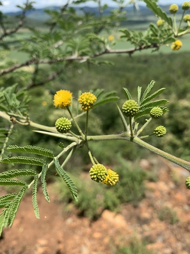 Egyptian acacia