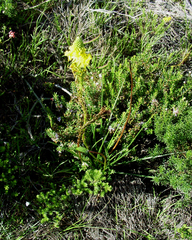 Bulbine lagopus