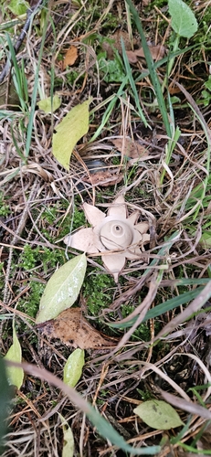 Collared Earthstar (Geastrum michelianum)