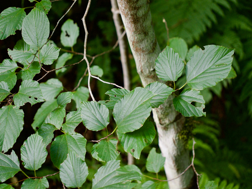 Hovenia trichocarpa iNat (1)
