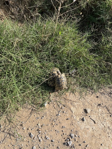 Nabeul Tortoise
