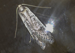 Philobota stella
