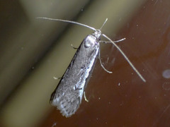 Philobota stella