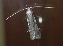 Philobota stella