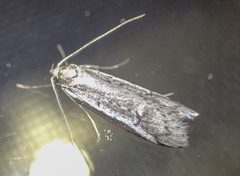 Philobota stella