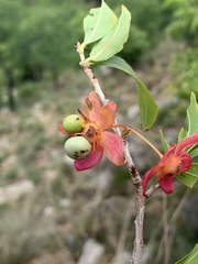 Ochna confusa