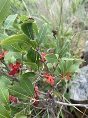 Ochna confusa