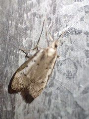 Philobota stella