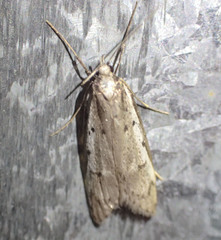 Philobota stella