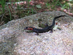 Plethodon jordani