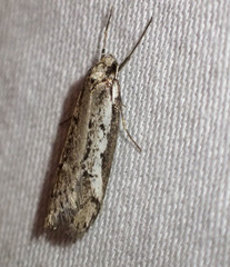 Philobota stella