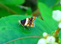 Choreutis xanthogramma