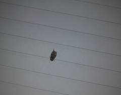 Pterygota