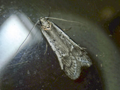 Philobota stella
