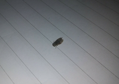 Pterygota