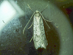 Philobota stella