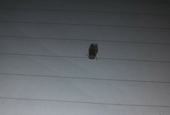 Pterygota