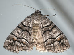 Dysbatus singularis