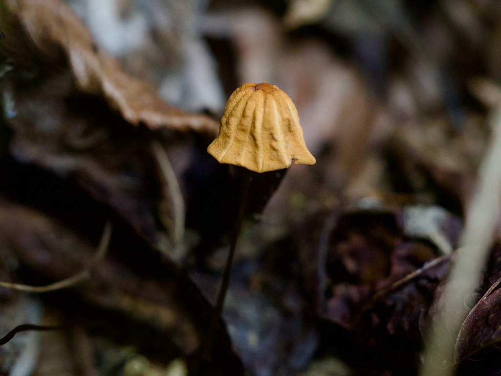 Marasmius siccus · October 2025 · photo: © re_nebel (iNaturalist, cc-by)