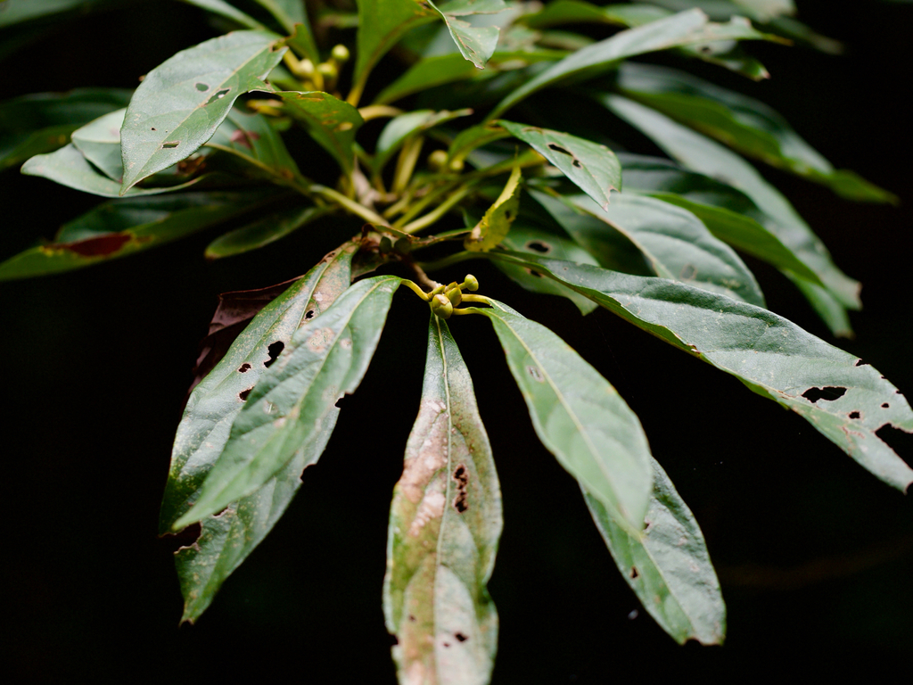 Lindera erythrocarpa; photograph (c) りなべる, some rights reserved (CC BY)