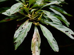 Lindera erythrocarpa