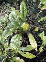 Lithocarpus brevicaudatus