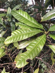 Lithocarpus brevicaudatus