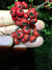 Pyracantha koidzumii