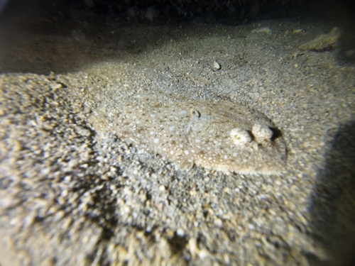 Adriatic sole (Pegusa impar) — Soleidae
