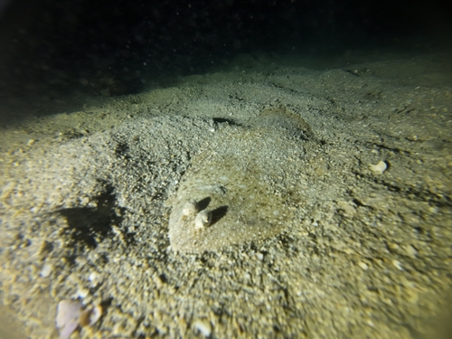 Adriatic sole (Pegusa impar) — Soleidae — 2