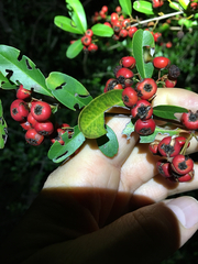 Pyracantha koidzumii