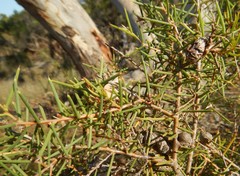 Hakea rugosa