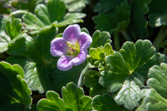 Geranium traversii