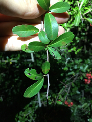 Pyracantha koidzumii