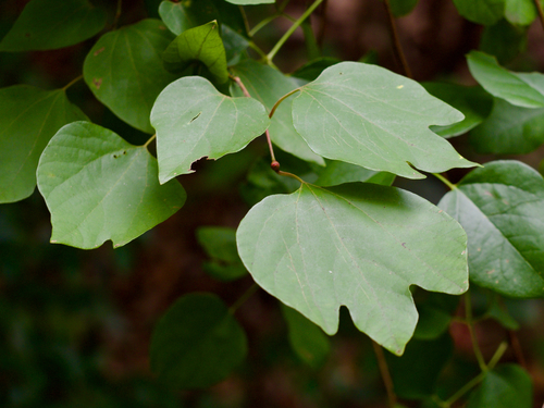Lindera obtusiloba, photograph 6